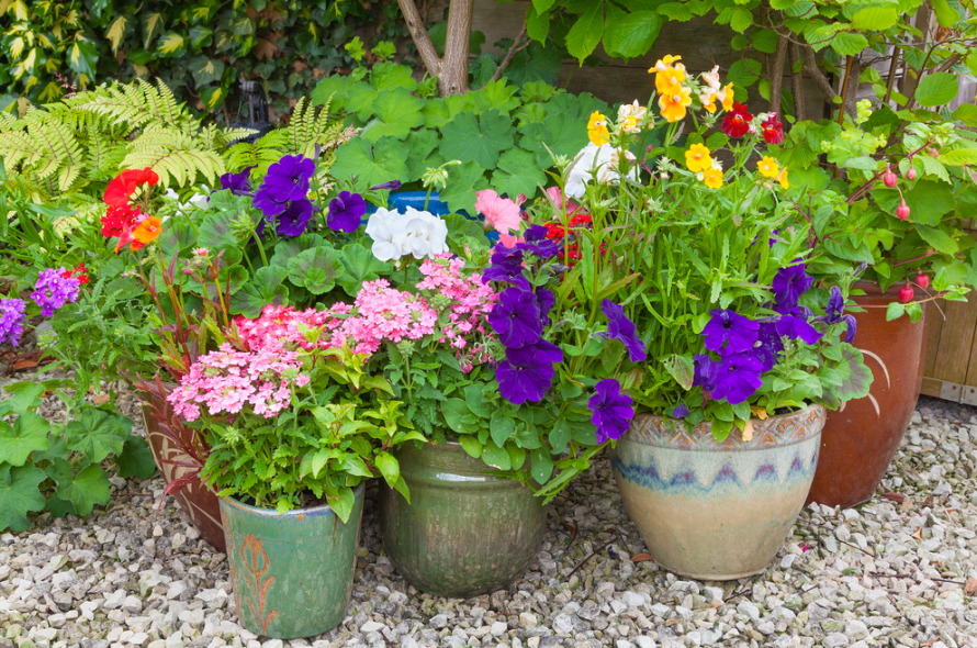 3-easy-tips-for-successful-container-gardening